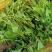 苦叶菜种子苦菜尖藤叶菜树上野菜多年生草本植物种籽