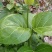 苦叶菜种子苦菜尖藤叶菜树上野菜多年生草本植物种籽