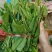 苦叶菜种子苦菜尖藤叶菜树上野菜多年生草本植物种籽