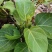苦叶菜种子苦菜尖藤叶菜树上野菜多年生草本植物种籽