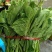 苦叶菜种子苦菜尖藤叶菜树上野菜多年生草本植物种籽