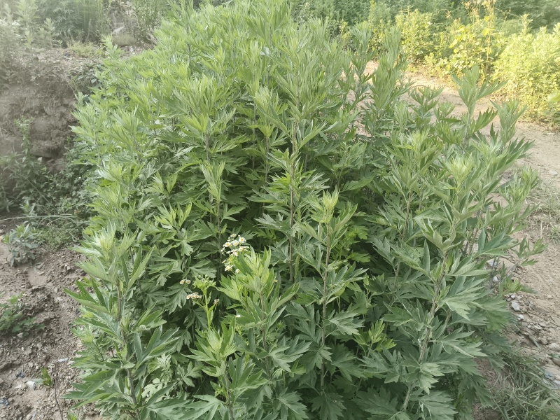 陕南高山艾叶纯叶子，干净杂质少，有两年三年的货。
