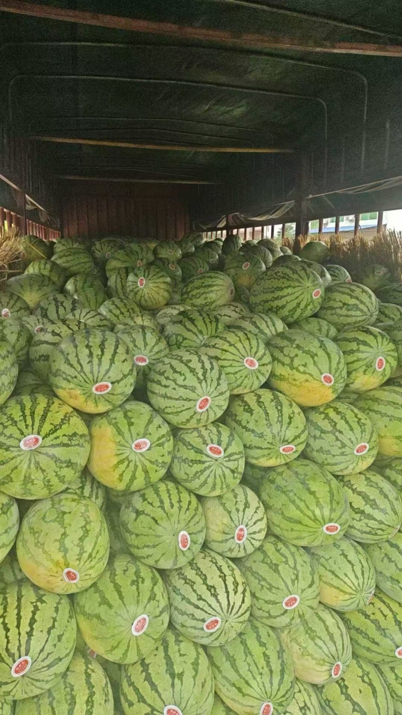 金城5号，大量有货，产地一手货源，量大优惠，对接全国客户