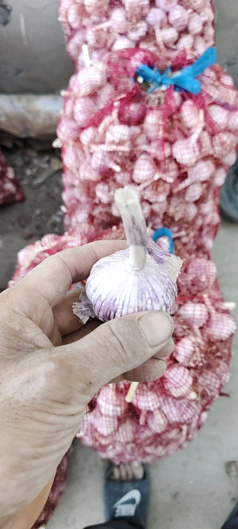 河南蒜种大青稞蒜种大量有货全干蒜河南蒜种
