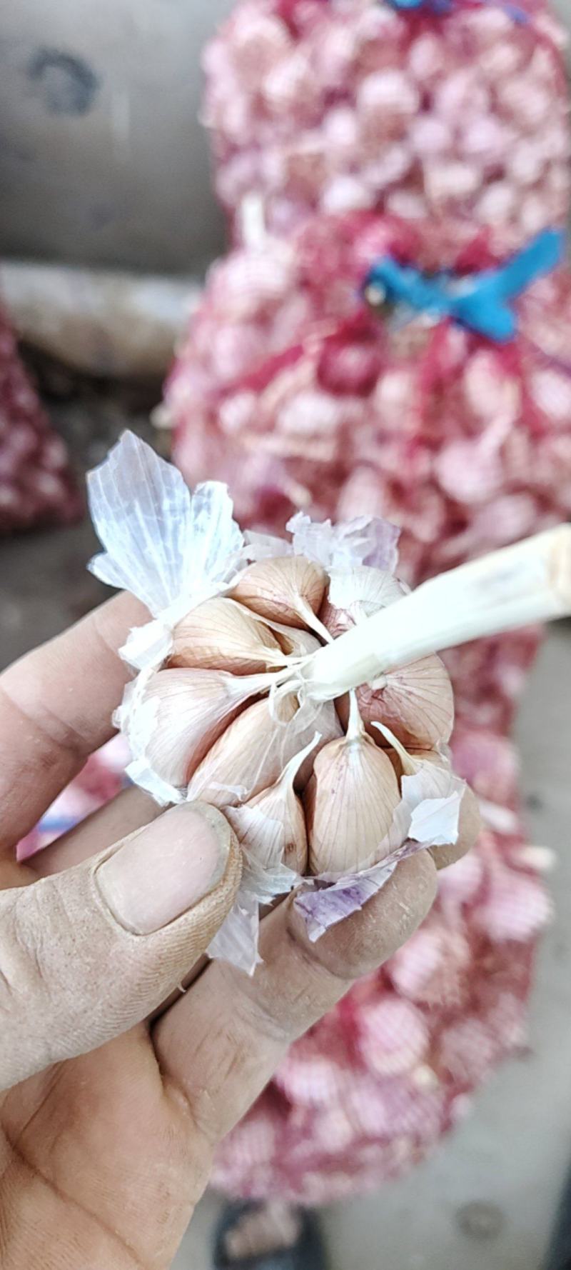 河南蒜种大青稞蒜种大量有货全干蒜河南蒜种