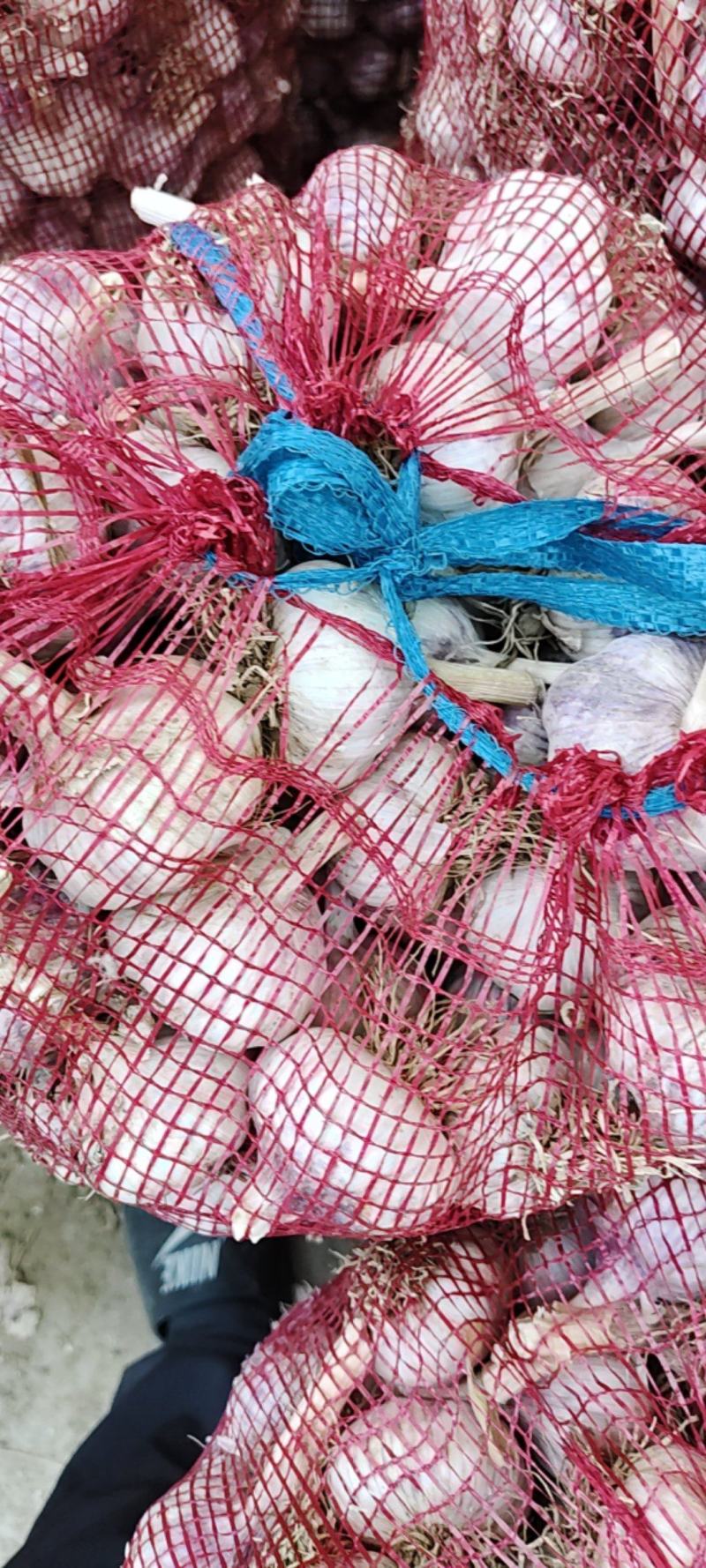 商河大青稞蒜种质量好产量高抗病毒原产地