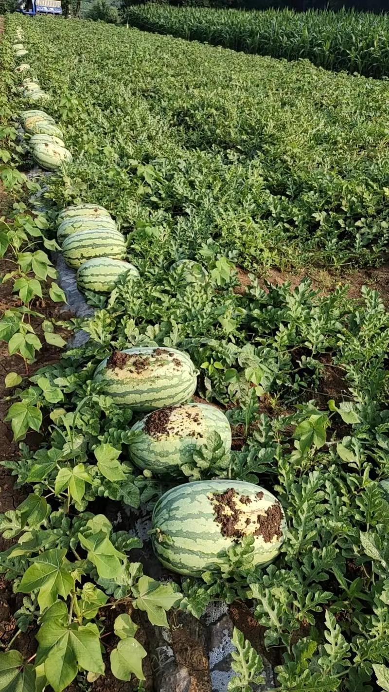 金城5号，大量有货，产地一手货源，量大优惠，对接全国客户