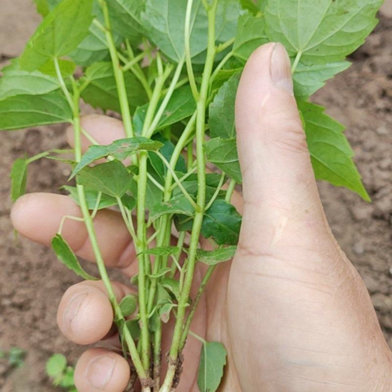 山桐子芽苗毛叶山桐子芽苗定植排栽小苗，保鲜发货，快递包邮