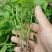 山桐子芽苗毛叶山桐子芽苗定植排栽小苗，保鲜发货，快递包邮