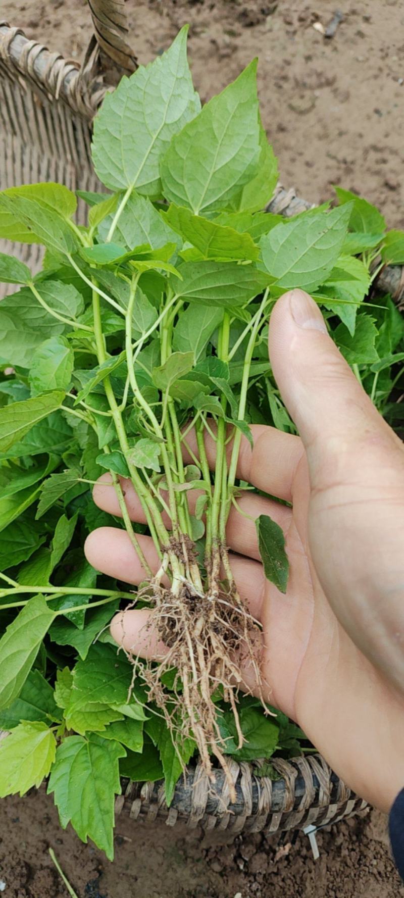 山桐子芽苗毛叶山桐子芽苗定植排栽小苗，保鲜发货，快递包邮