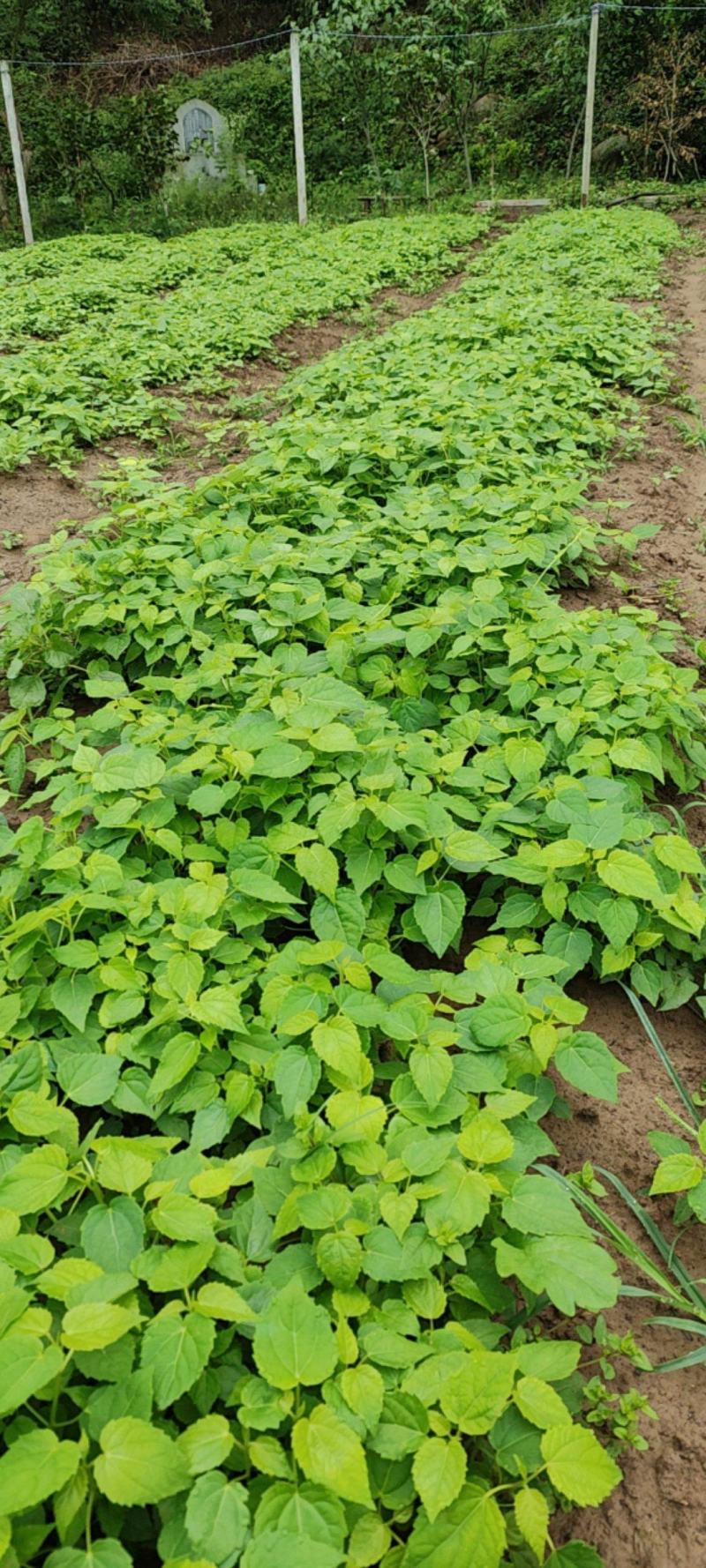 山桐子芽苗毛叶山桐子芽苗定植排栽小苗，保鲜发货，快递包邮