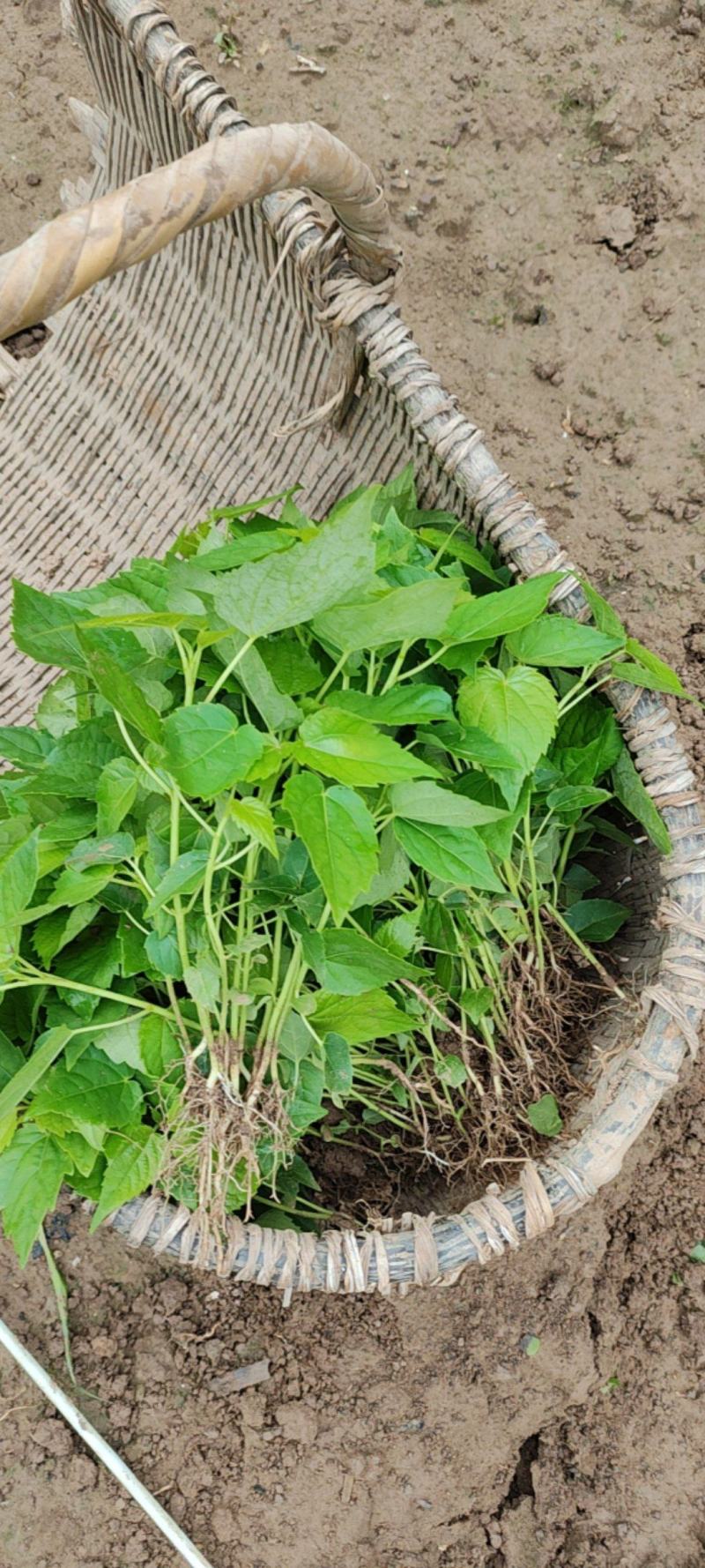 山桐子芽苗毛叶山桐子芽苗定植排栽小苗，保鲜发货，快递包邮
