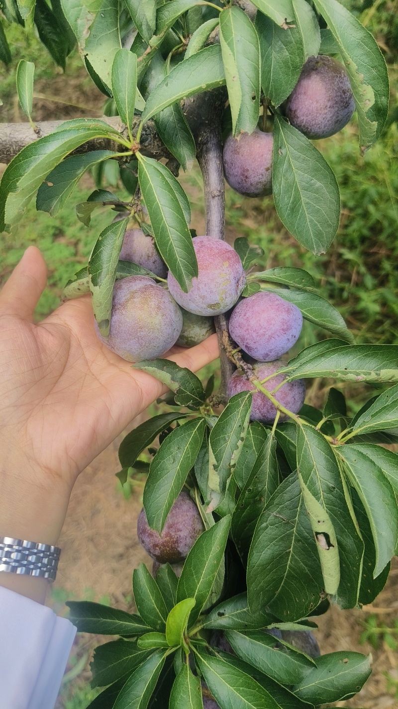 五月脆预售，马上大量上市，需要的老板欢迎来电咨询！