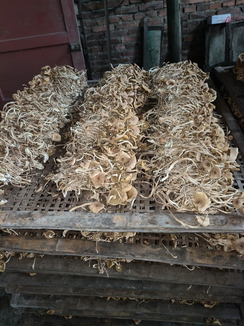 开伞茶树菇