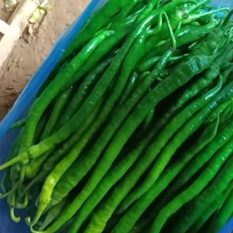 精品线椒大量上市价格不贵发货全国供超市电商批发商