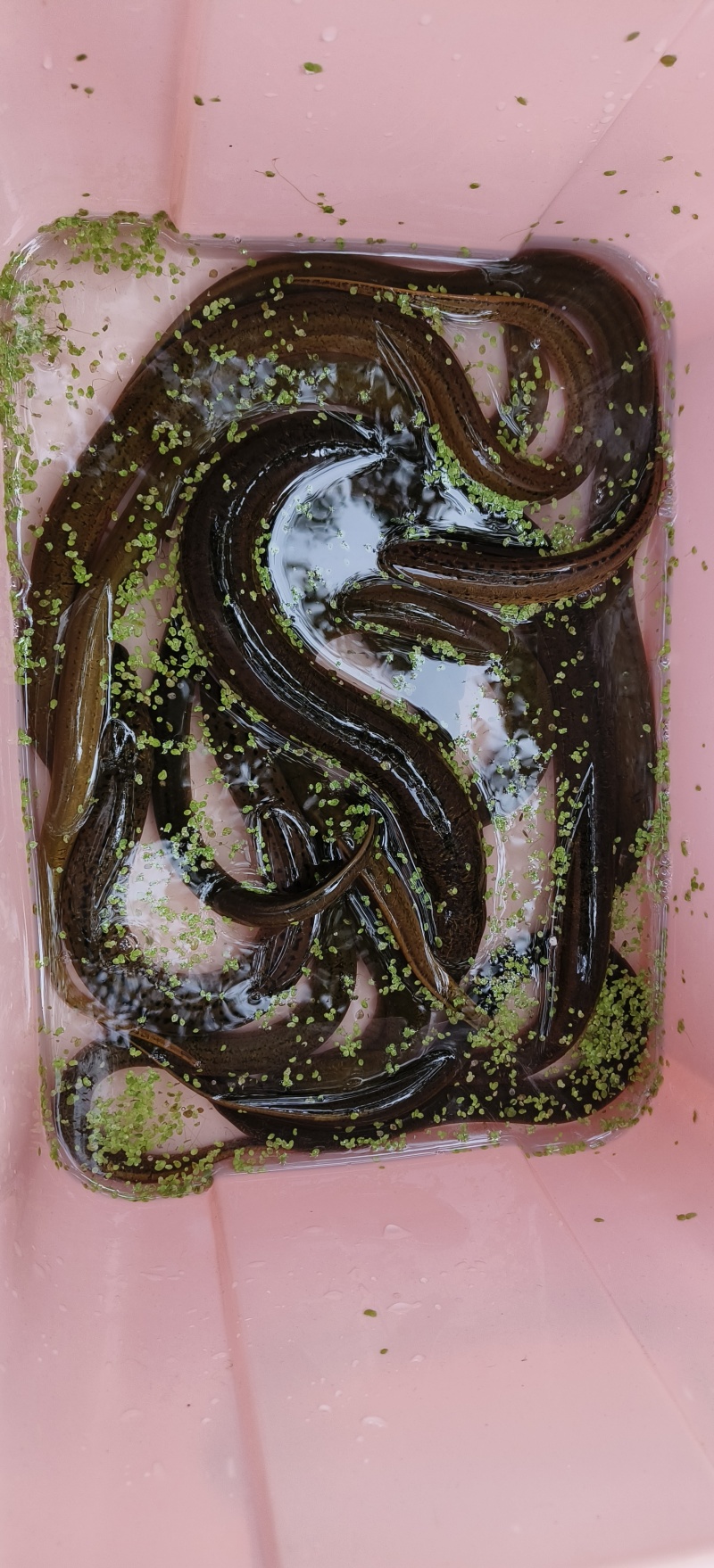 大黄鱔