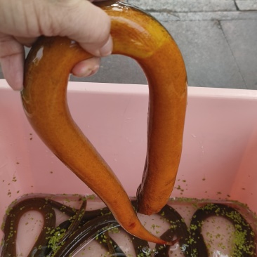 大黄鱔