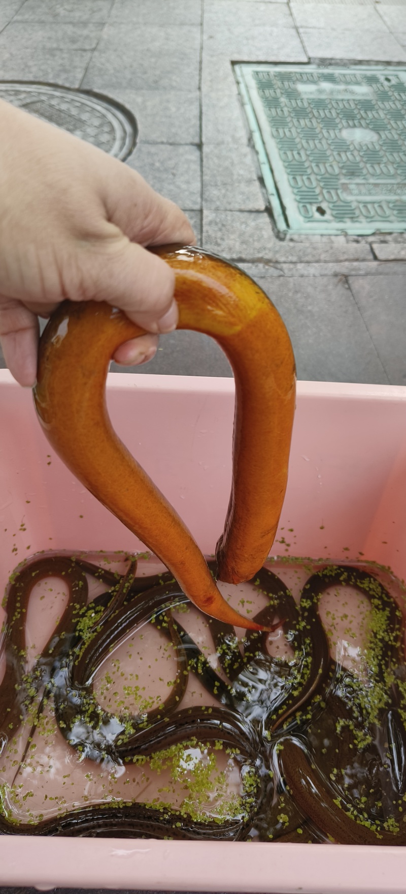 大黄鱔
