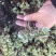 中药材大花红景天种苗