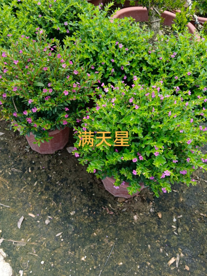 满天星/便宜换米/6块/盆。广东揭阳基地直销