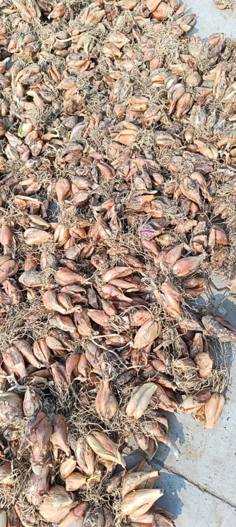 葱果子品质保证服务周到产地直发价格美丽
