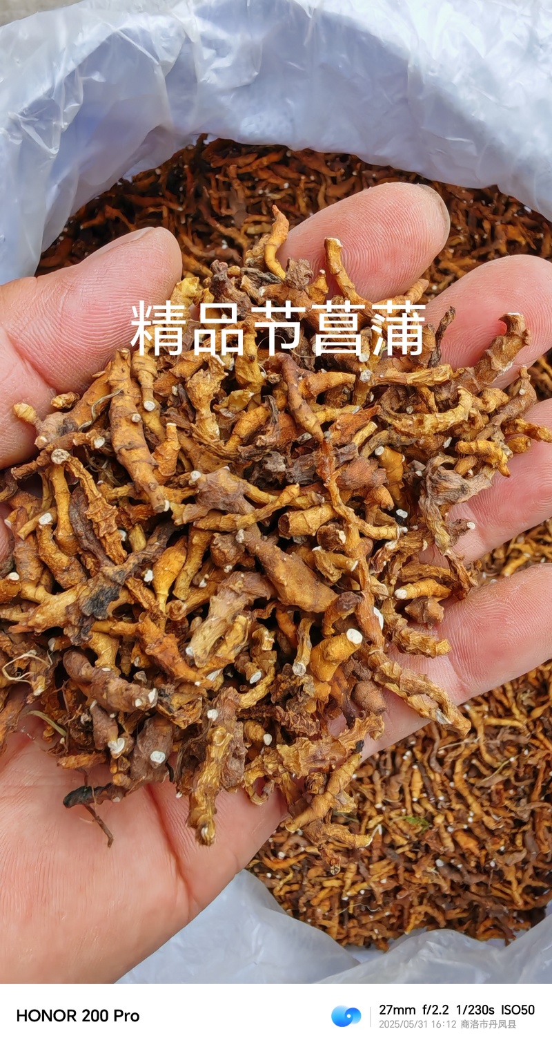 秦岭高山林下九节菖蒲水洗货，含量高，净度好