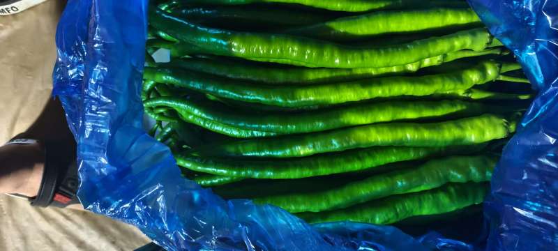 精品线椒大量上市价格不贵发货全国供超市电商批发商