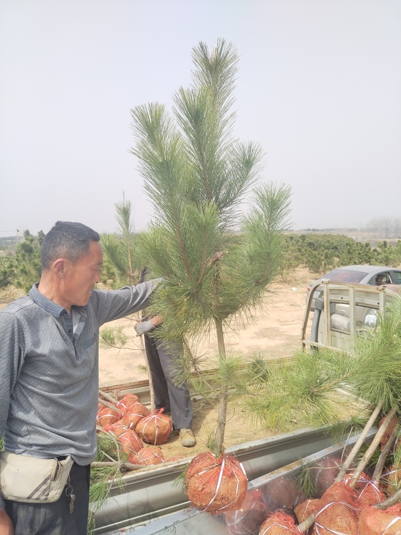 黑松苗，黑松，基地直销，保质保量正规资质常年供销