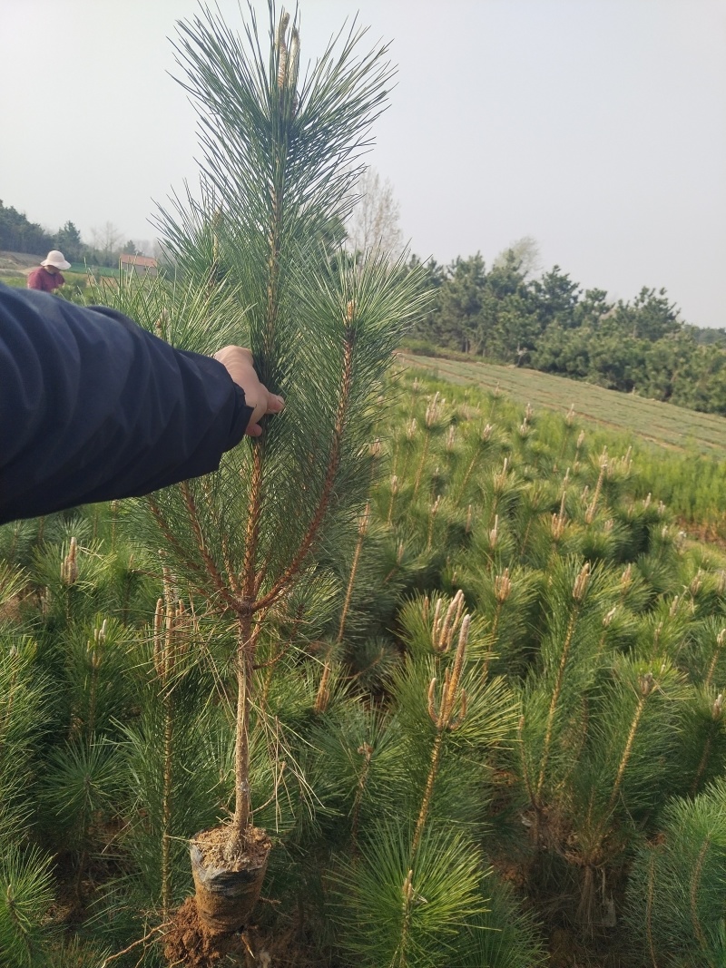 黑松苗，黑松，基地直销，保质保量正规资质常年供销