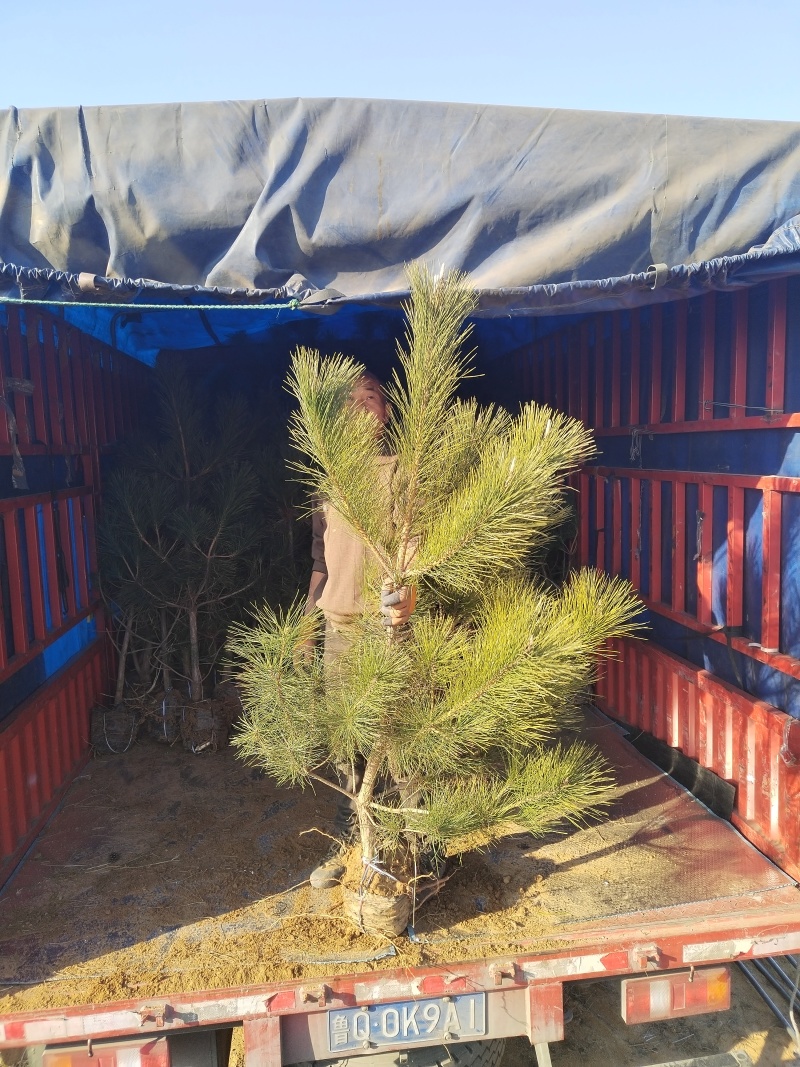 黑松苗，黑松，基地直销，保质保量正规资质常年供销