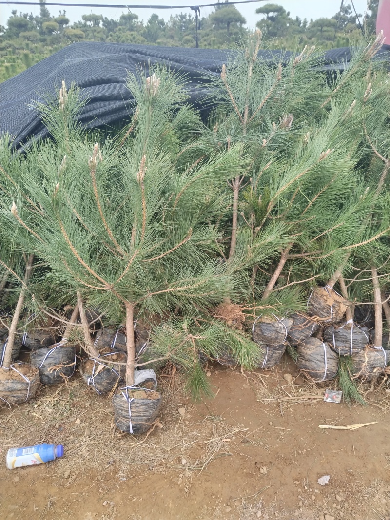 黑松苗，黑松，基地直销，保质保量正规资质常年供销