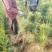 黑松苗，黑松，基地直销，保质保量正规资质常年供销