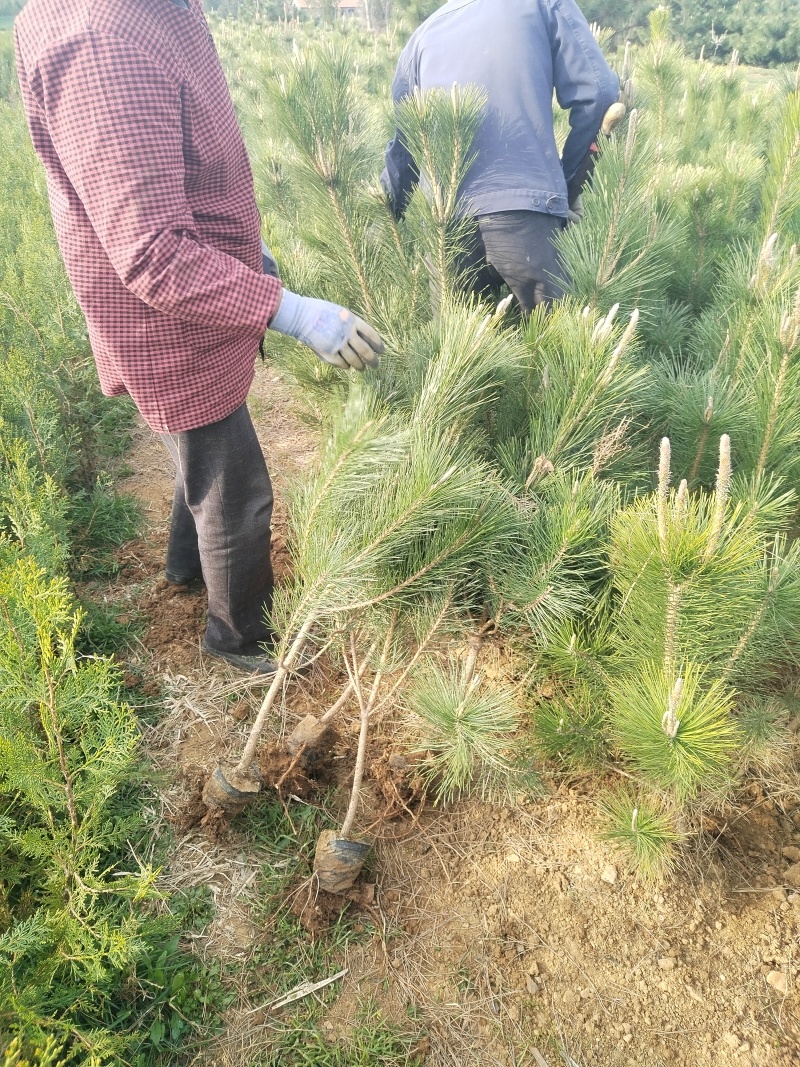 黑松苗，黑松，基地直销，保质保量正规资质常年供销