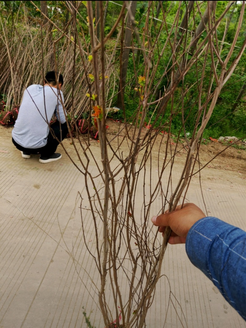 苗圃大量出售冠幅50-300厘米丛生紫薇