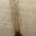 苗圃大量出售冠幅50-300厘米丛生紫薇