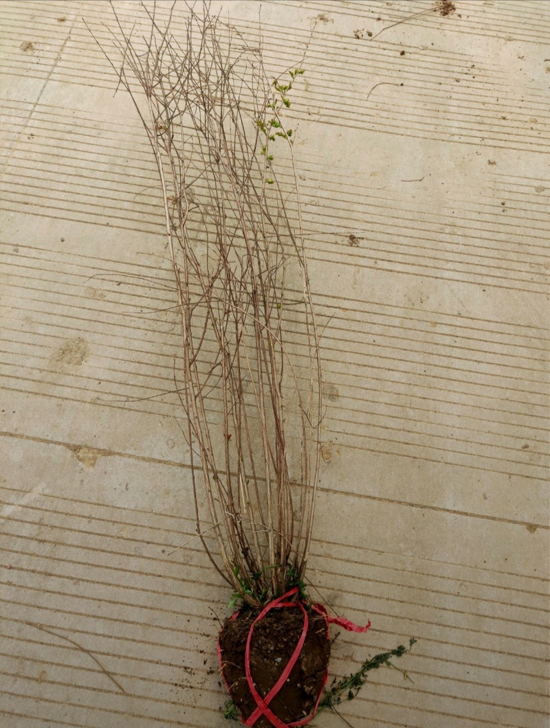 苗圃大量出售冠幅50-300厘米丛生紫薇