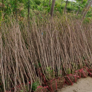 苗圃大量出售冠幅50-300厘米丛生紫薇