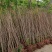 苗圃大量出售冠幅50-300厘米丛生紫薇