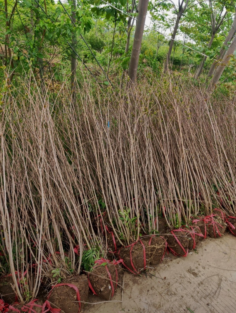 苗圃大量出售冠幅50-300厘米丛生紫薇