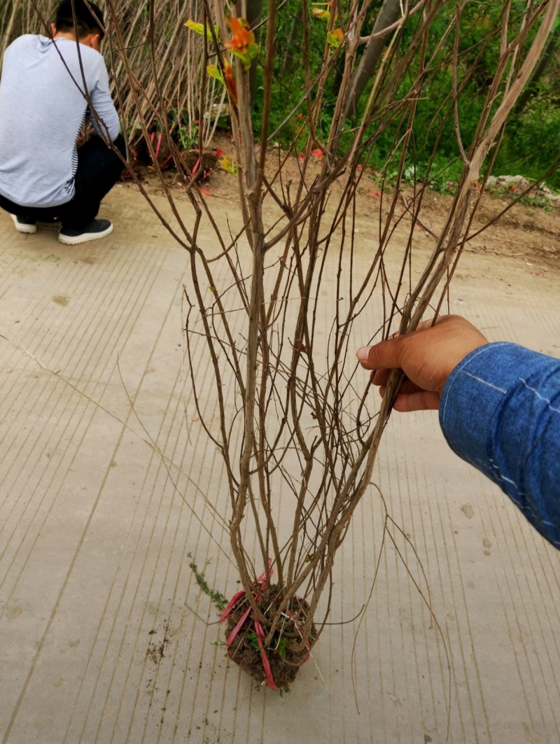苗圃大量出售冠幅50-300厘米丛生紫薇