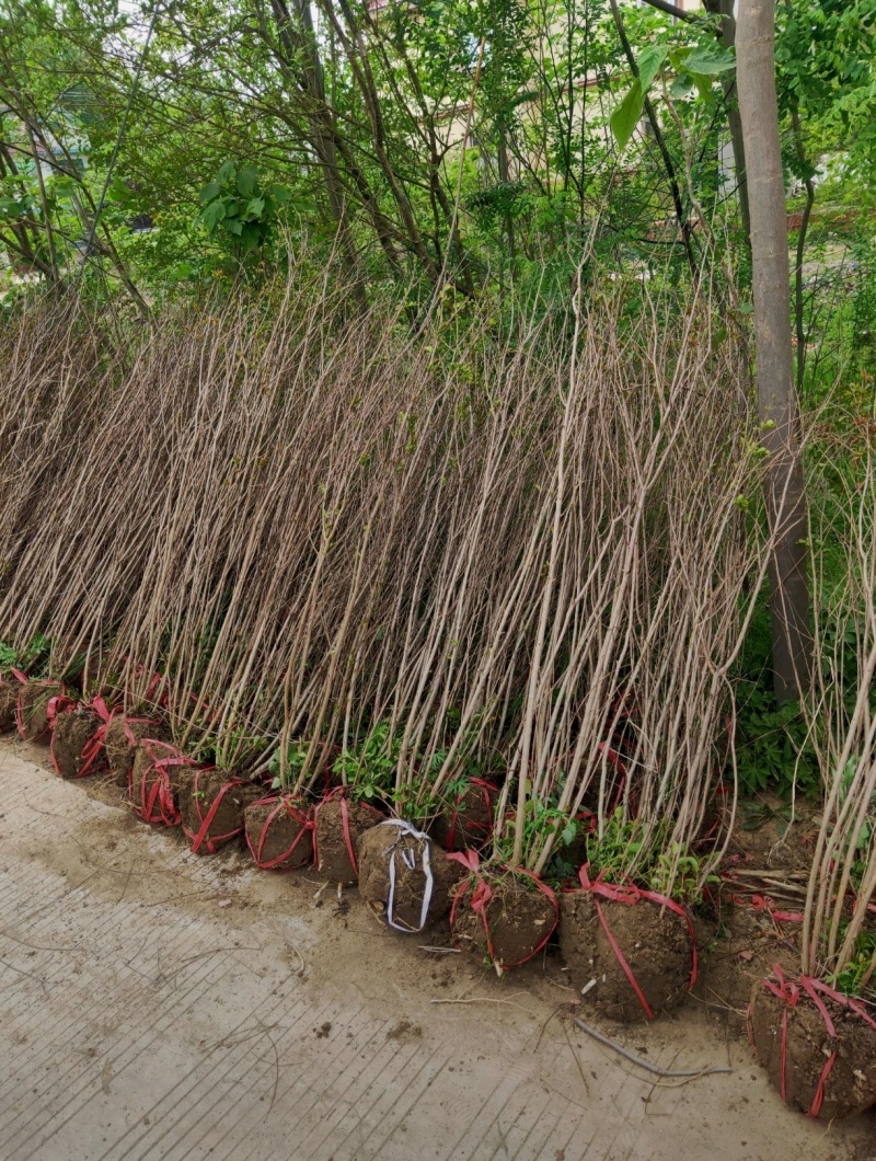 苗圃大量出售冠幅50-300厘米丛生紫薇