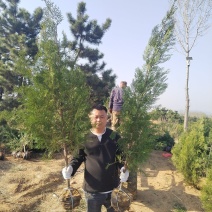 侧柏苗，侧柏，供应各种规格侧柏杯苗，袋苗，土球苗，大田苗