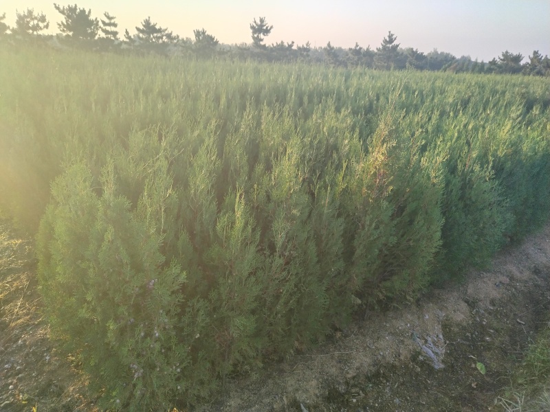 侧柏苗，侧柏，供应各种规格侧柏杯苗，袋苗，土球苗，大田苗