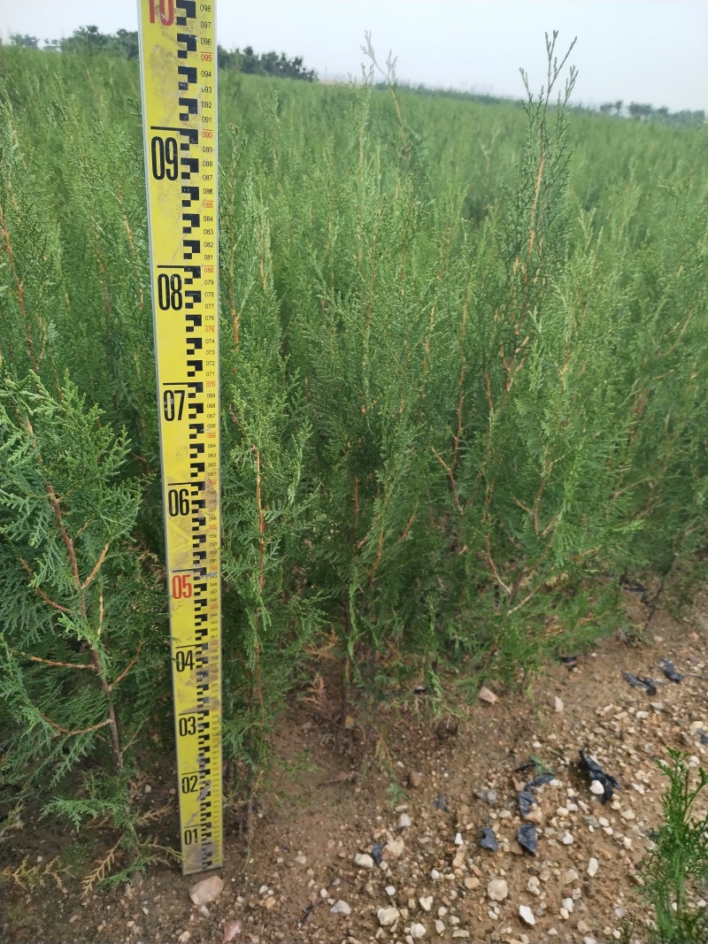 侧柏苗，侧柏，供应各种规格侧柏杯苗，袋苗，土球苗，大田苗