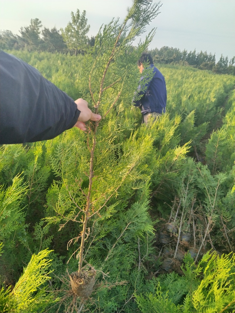 侧柏苗，侧柏，供应各种规格侧柏杯苗，袋苗，土球苗，大田苗