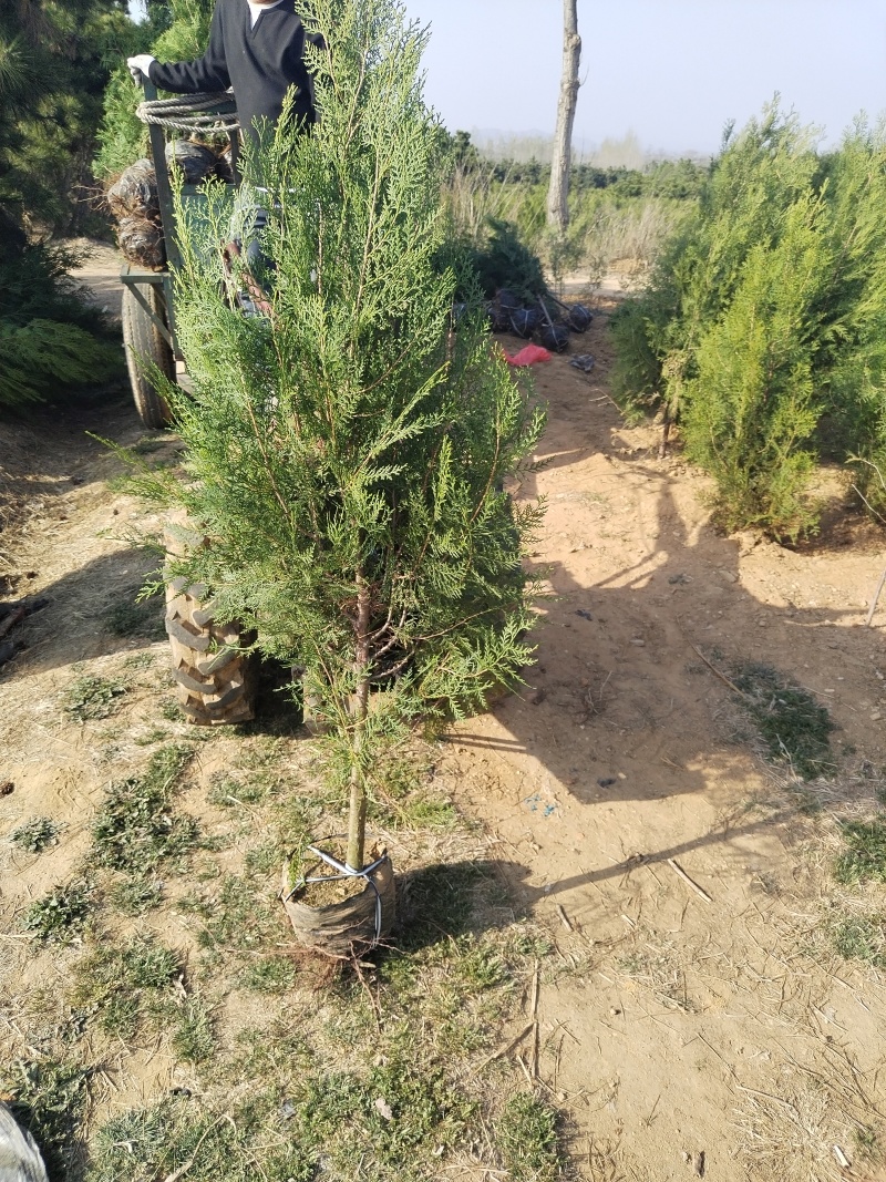 侧柏苗，侧柏，供应各种规格侧柏杯苗，袋苗，土球苗，大田苗