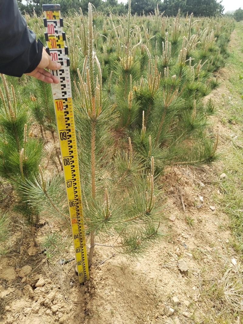 油松苗，油松，供应各种规格袋苗，杯苗，大田苗，基地直销