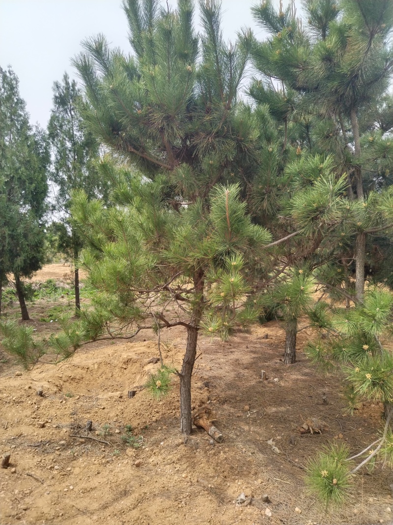 油松苗，油松，供应各种规格袋苗，杯苗，大田苗，基地直销