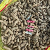 徐州精品四粒红，质量好无空了，市场精品需要联系