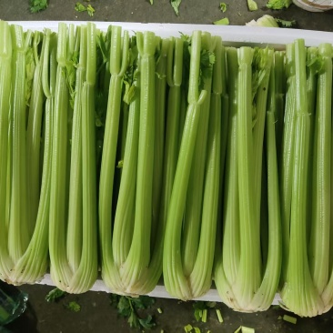 〔芹菜常年供应〕精品西芹净菜毛菜产地直发